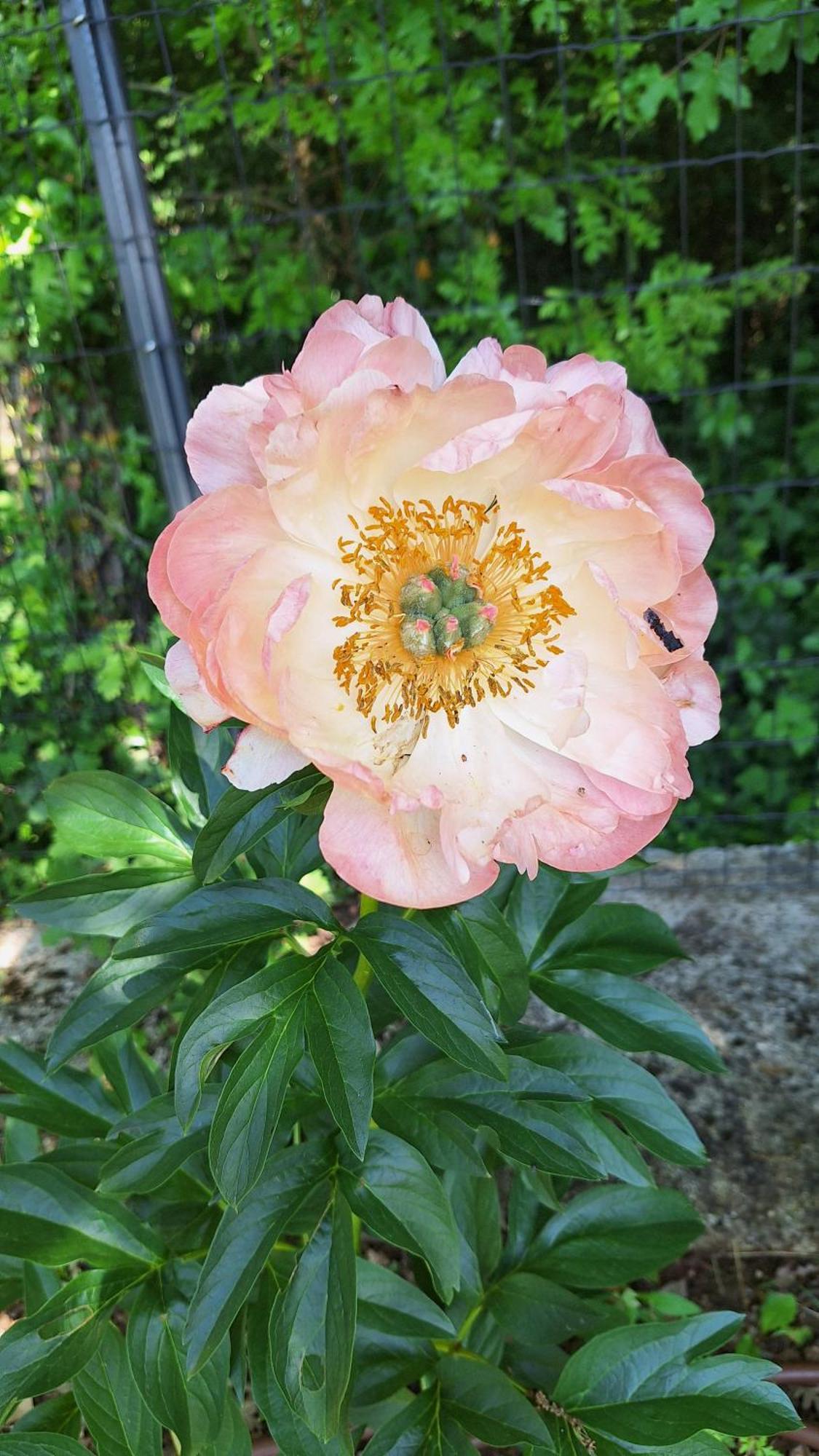 Guest House Flora Pazin Buitenkant foto