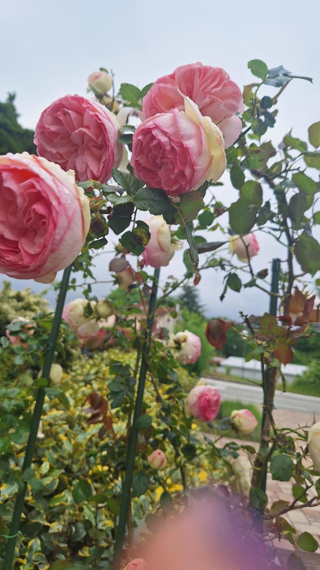 Guest House Flora Pazin Buitenkant foto