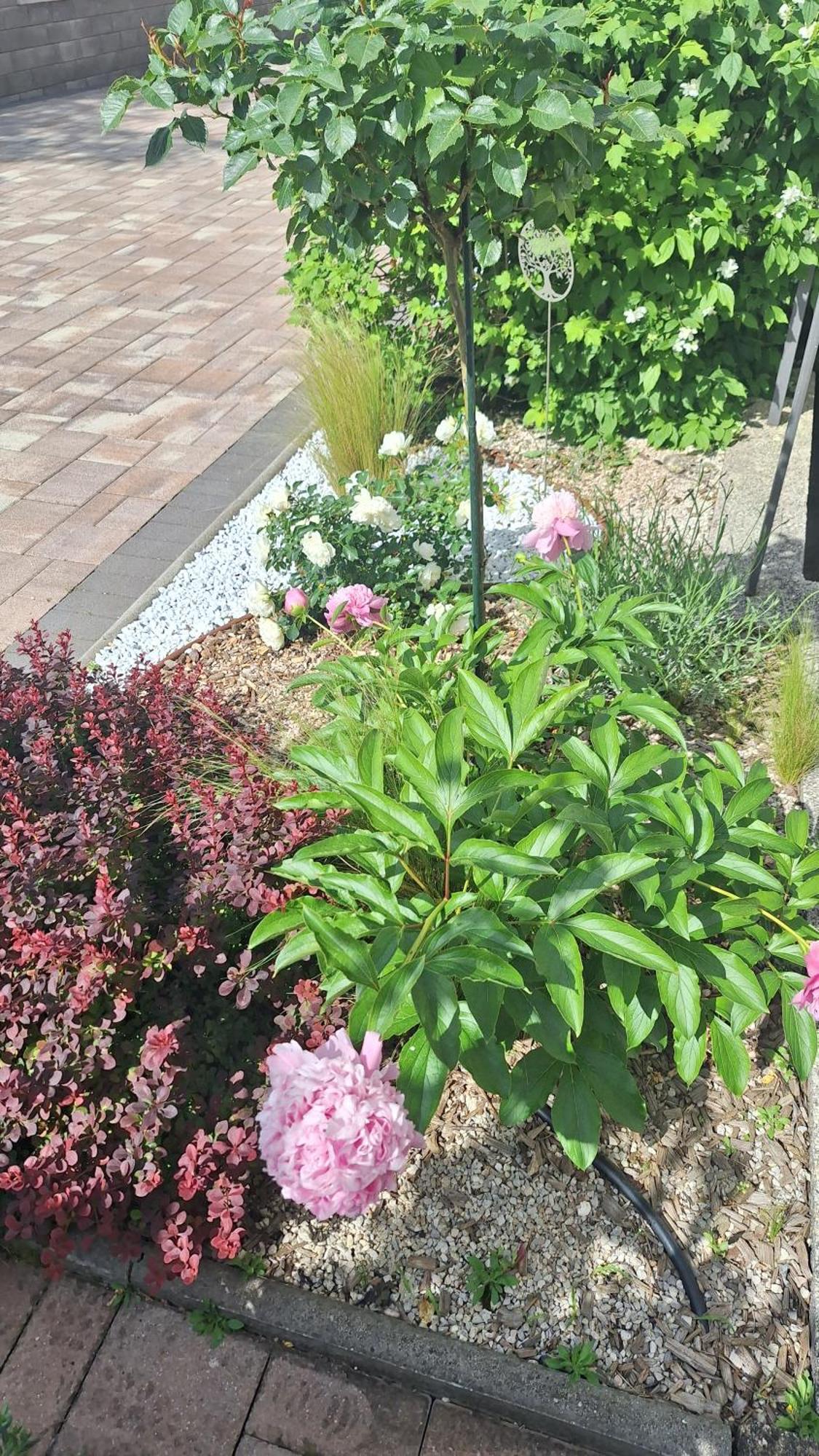 Guest House Flora Pazin Buitenkant foto